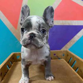French Bulldog
