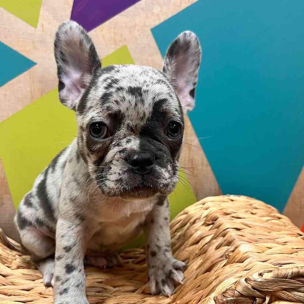 carousel pet images