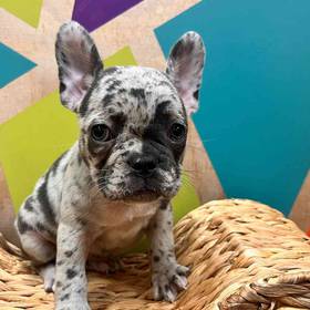 French Bulldog