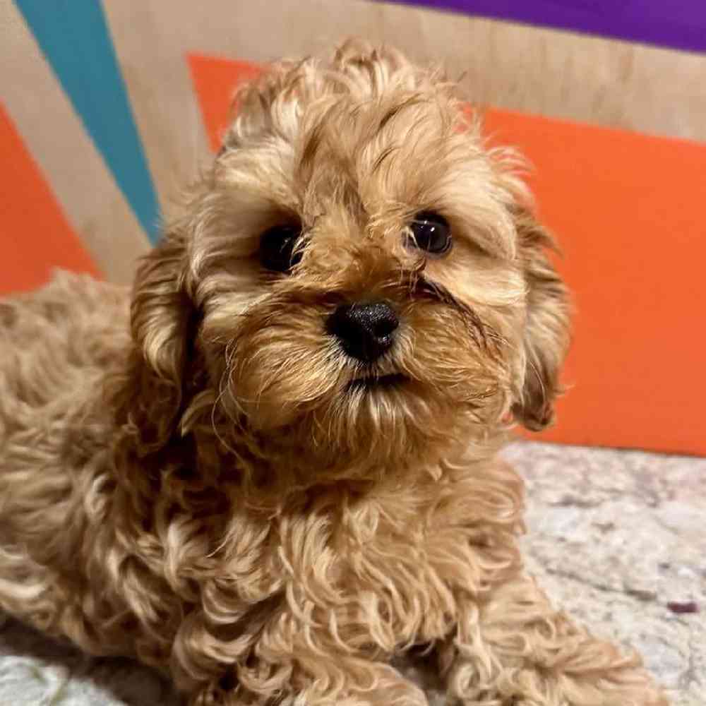 carousel pet images