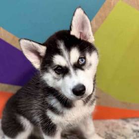 Siberian Husky