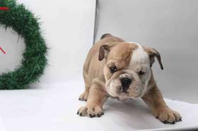 English Bulldog