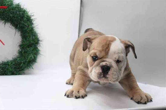 English Bulldog