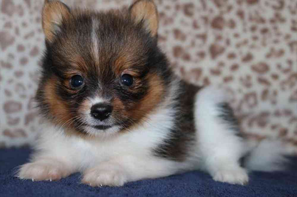 pet breed image
