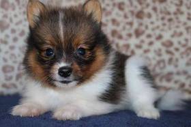 Pomeranian