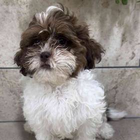 Shih-Poo