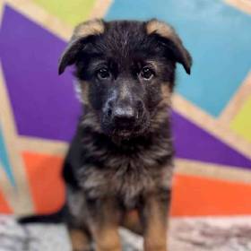 German Shepherd