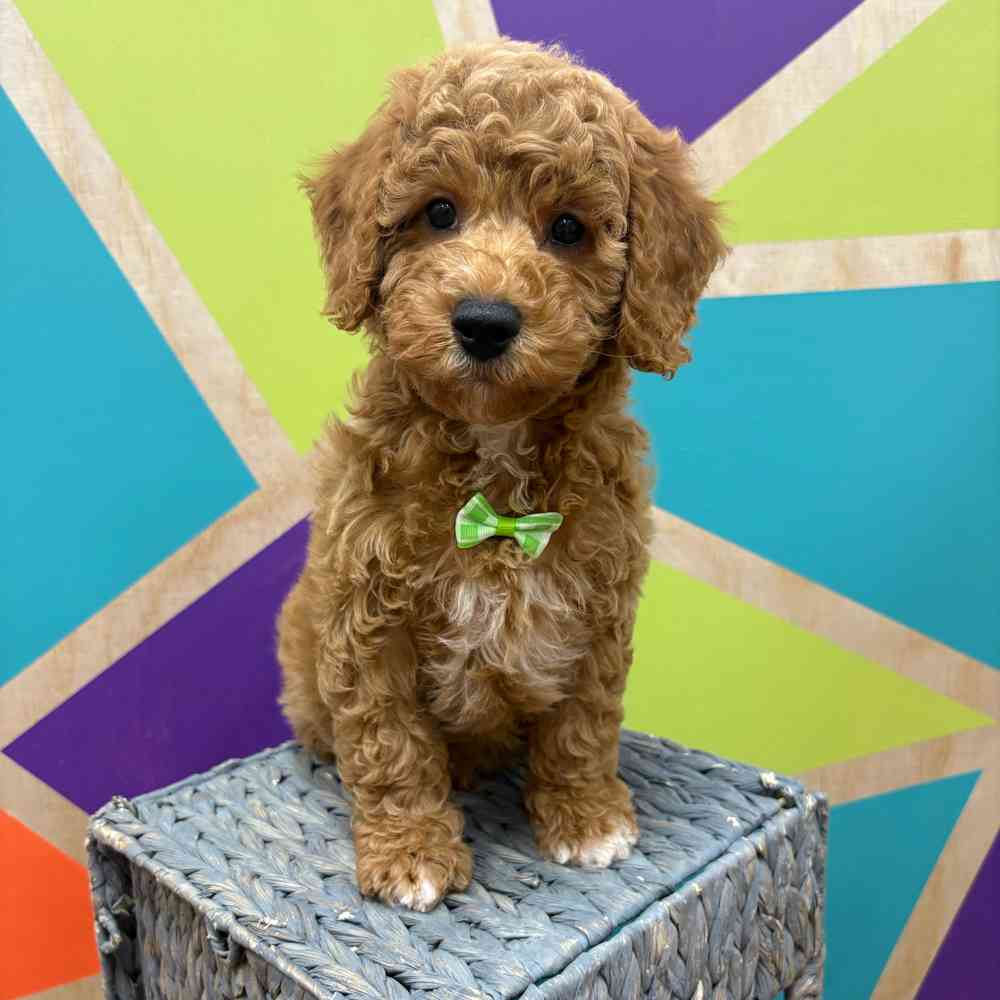 carousel pet images