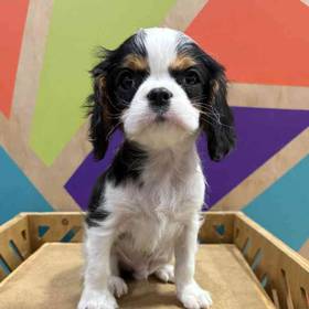Cavalier King Charles Spaniel