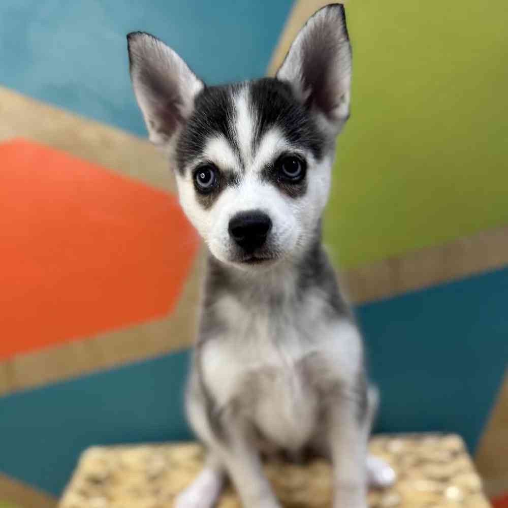 carousel pet images