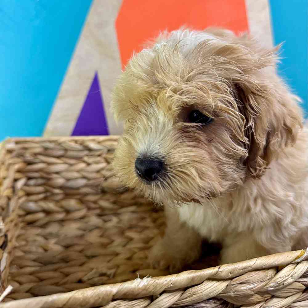 Image of a pet breed in the gallery