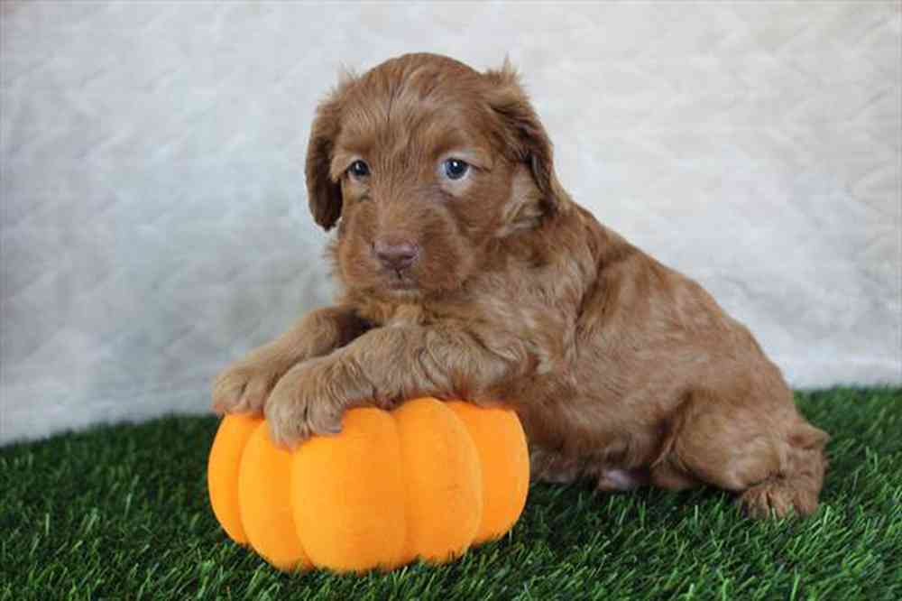 Image of a pet breed in the gallery