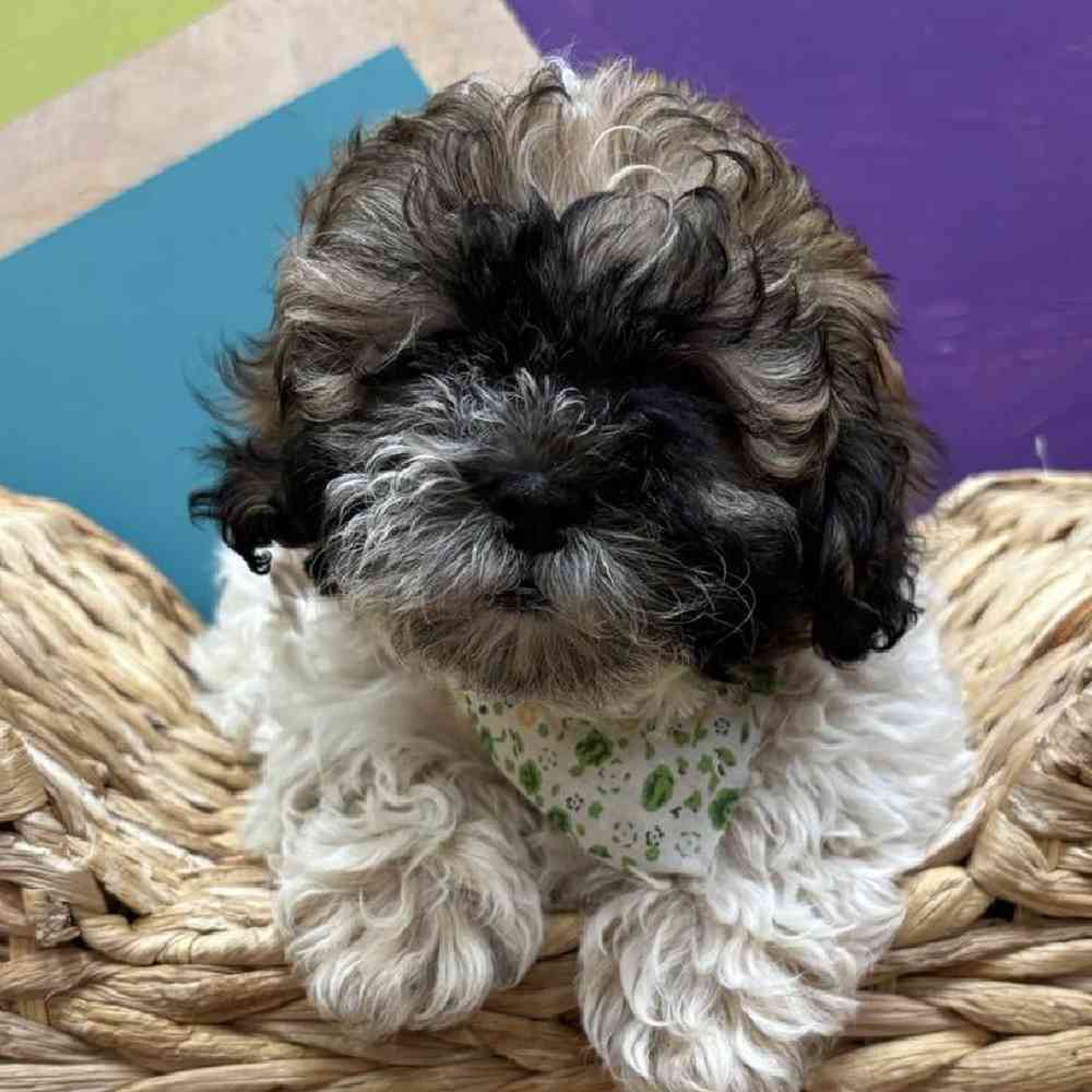 carousel pet images