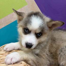 Pomsky