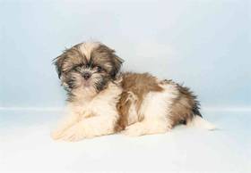 Shih Tzu