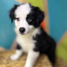 Mini Aussie