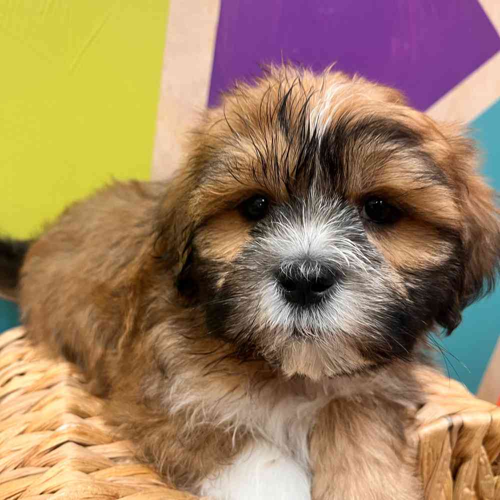 carousel pet images