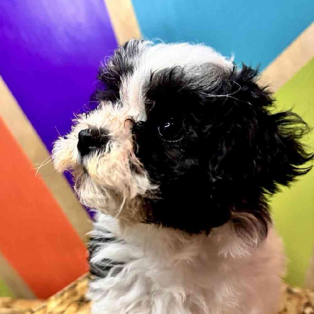 carousel pet images