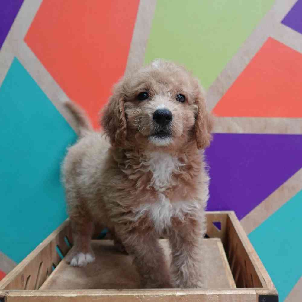 carousel pet images