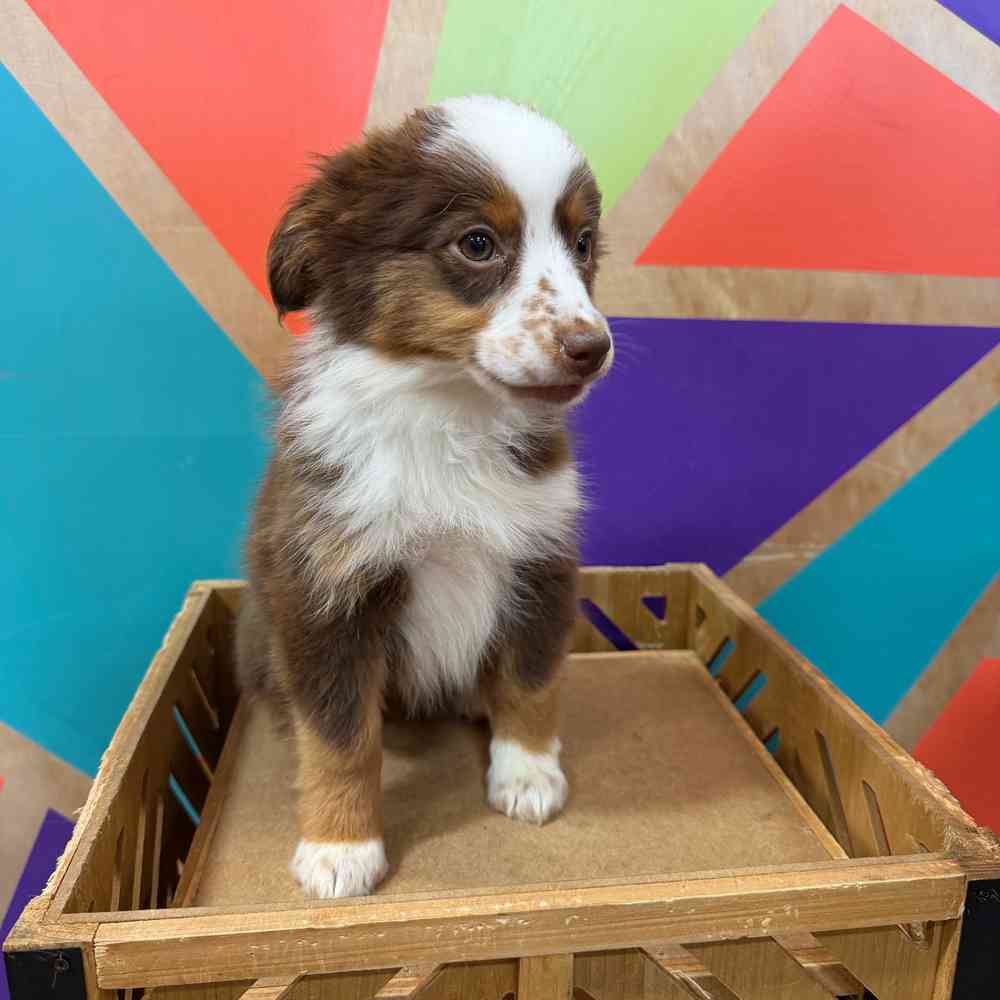 carousel pet images