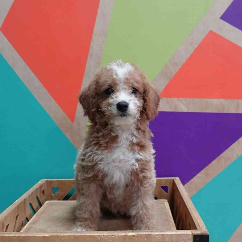 carousel pet images
