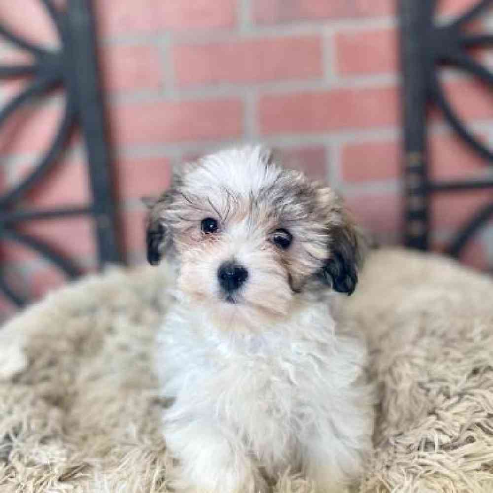 Female Havanese Puppy for Sale in Rogers, AR