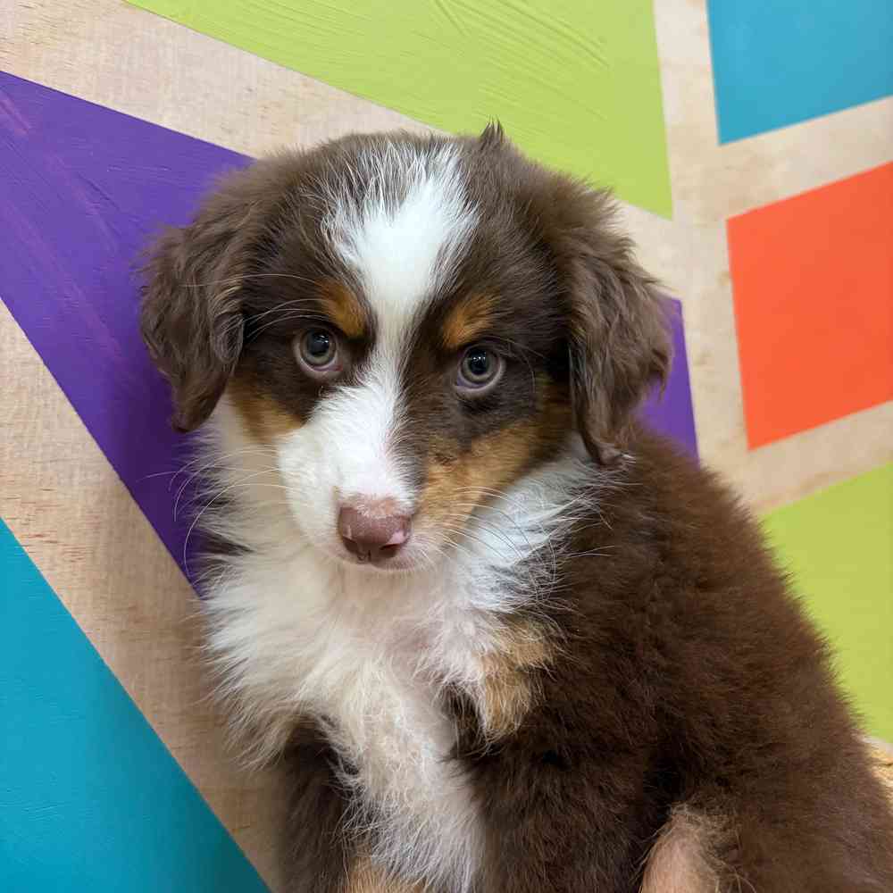 carousel pet images