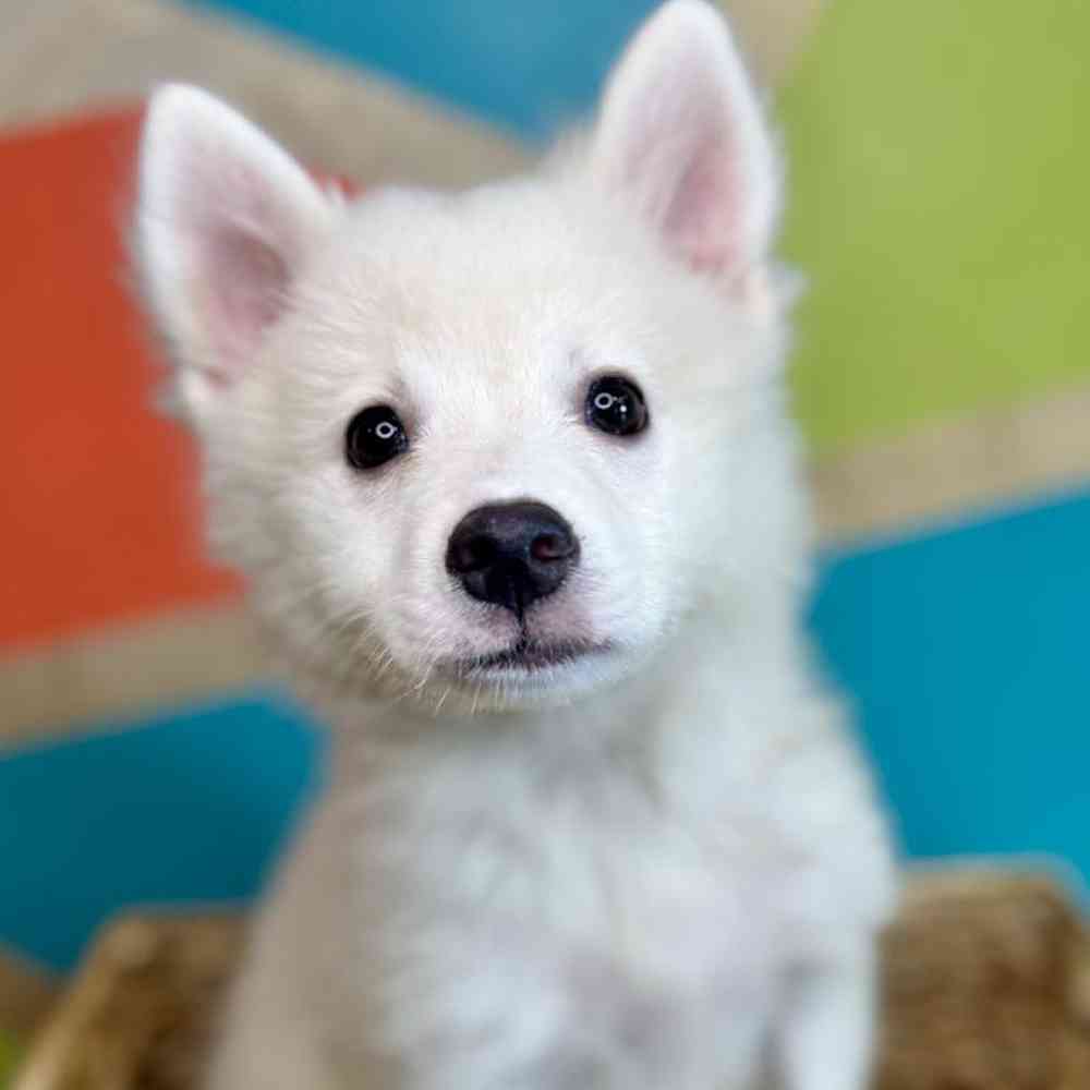 carousel pet images