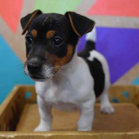 Jack Russell Terrier