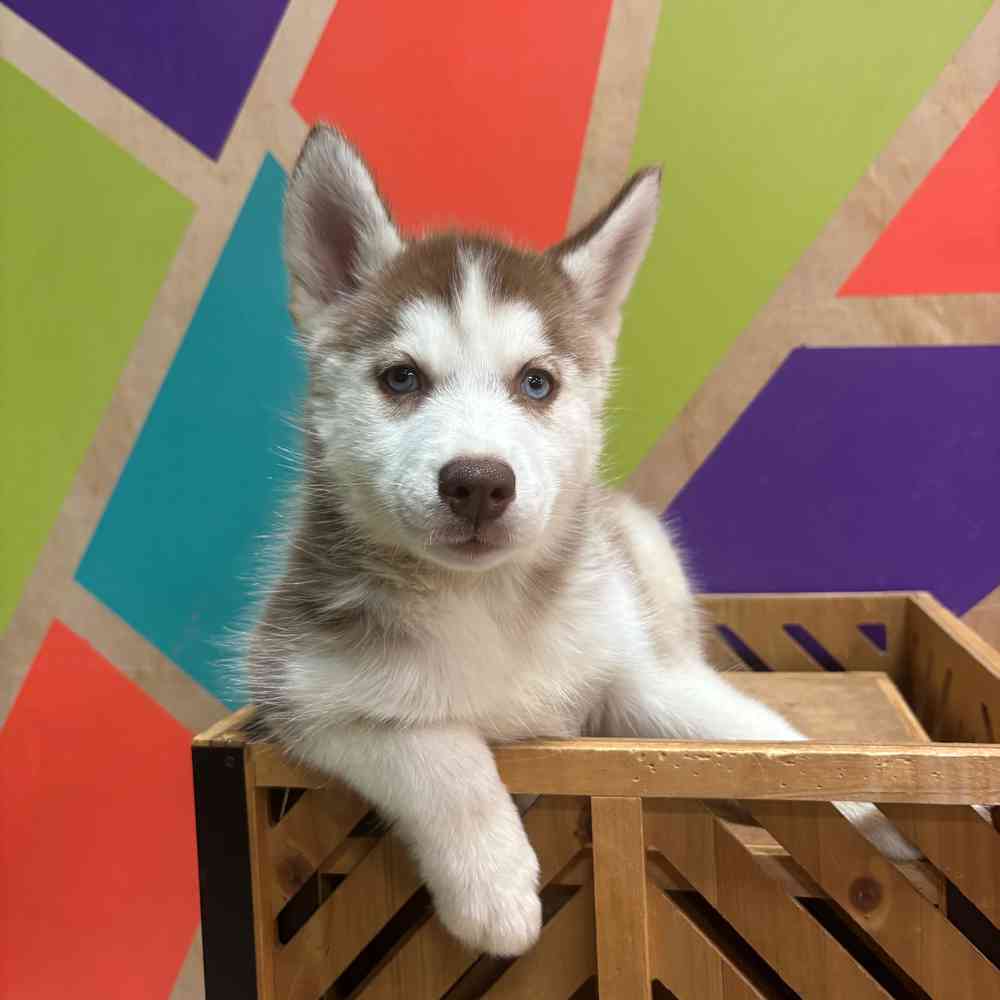 carousel pet images