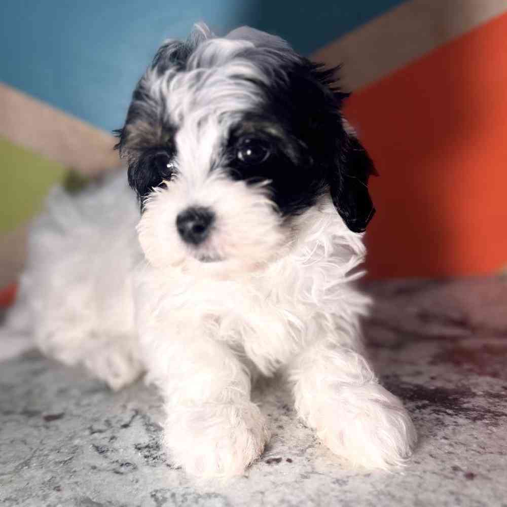 carousel pet images