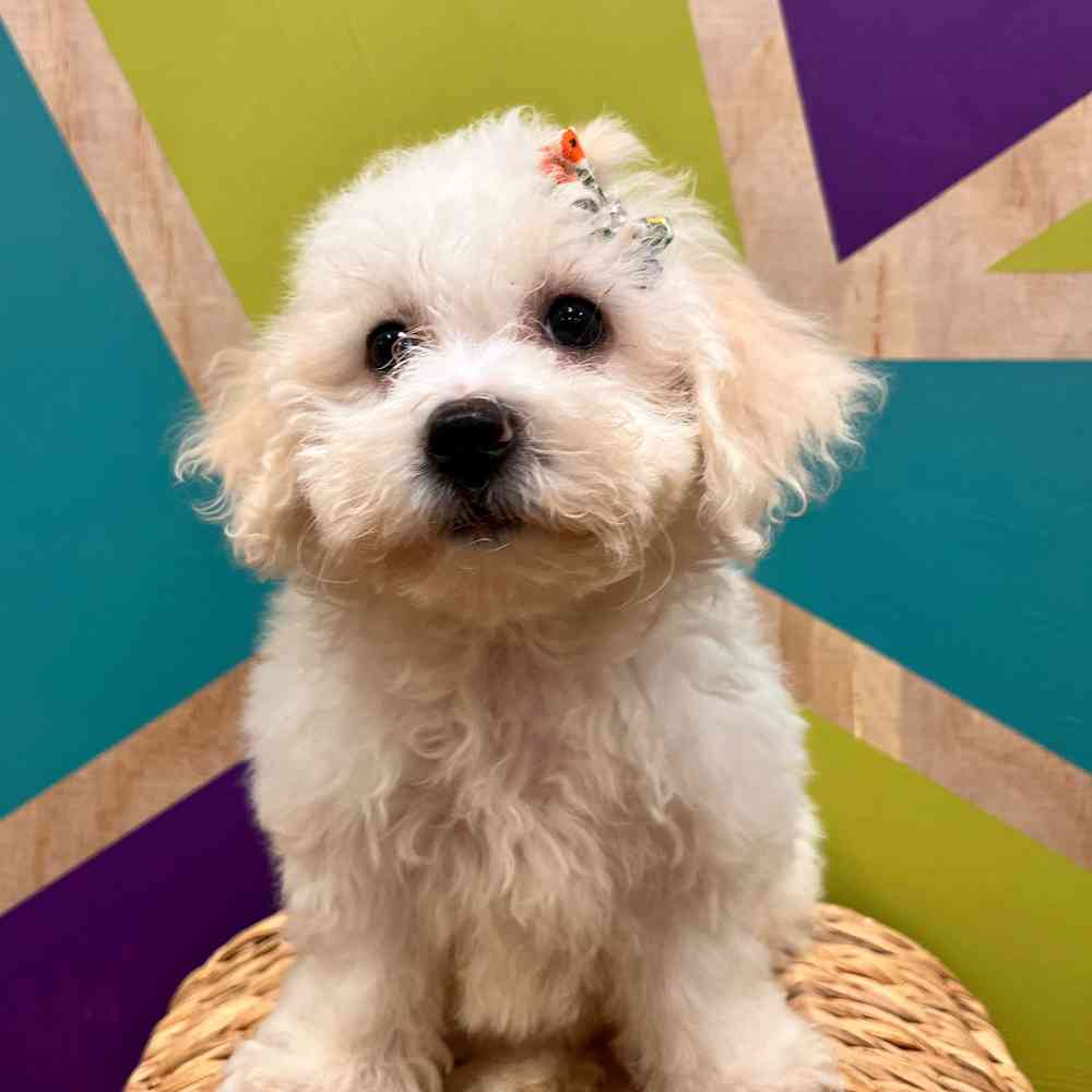 carousel pet images