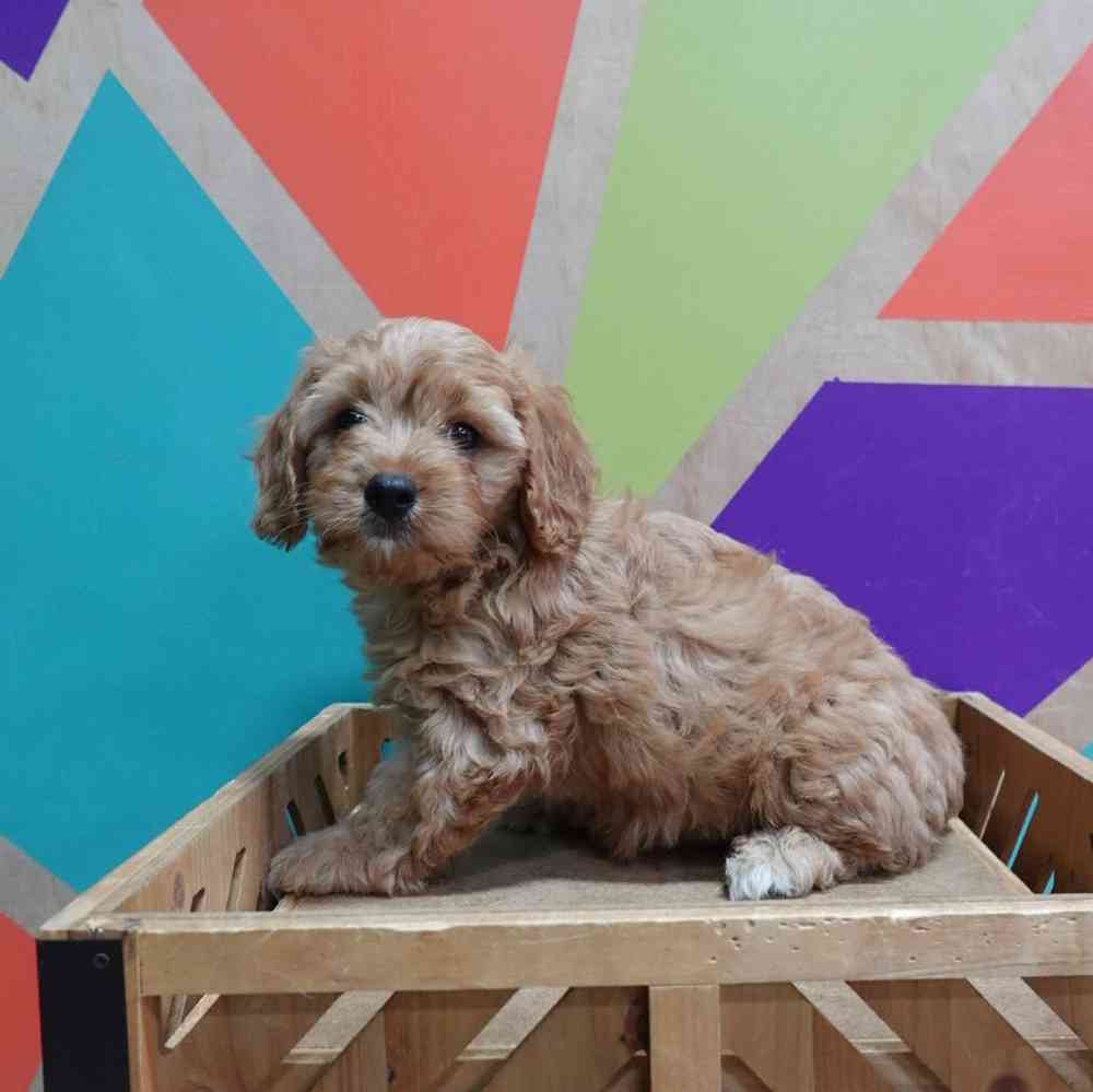 carousel pet images