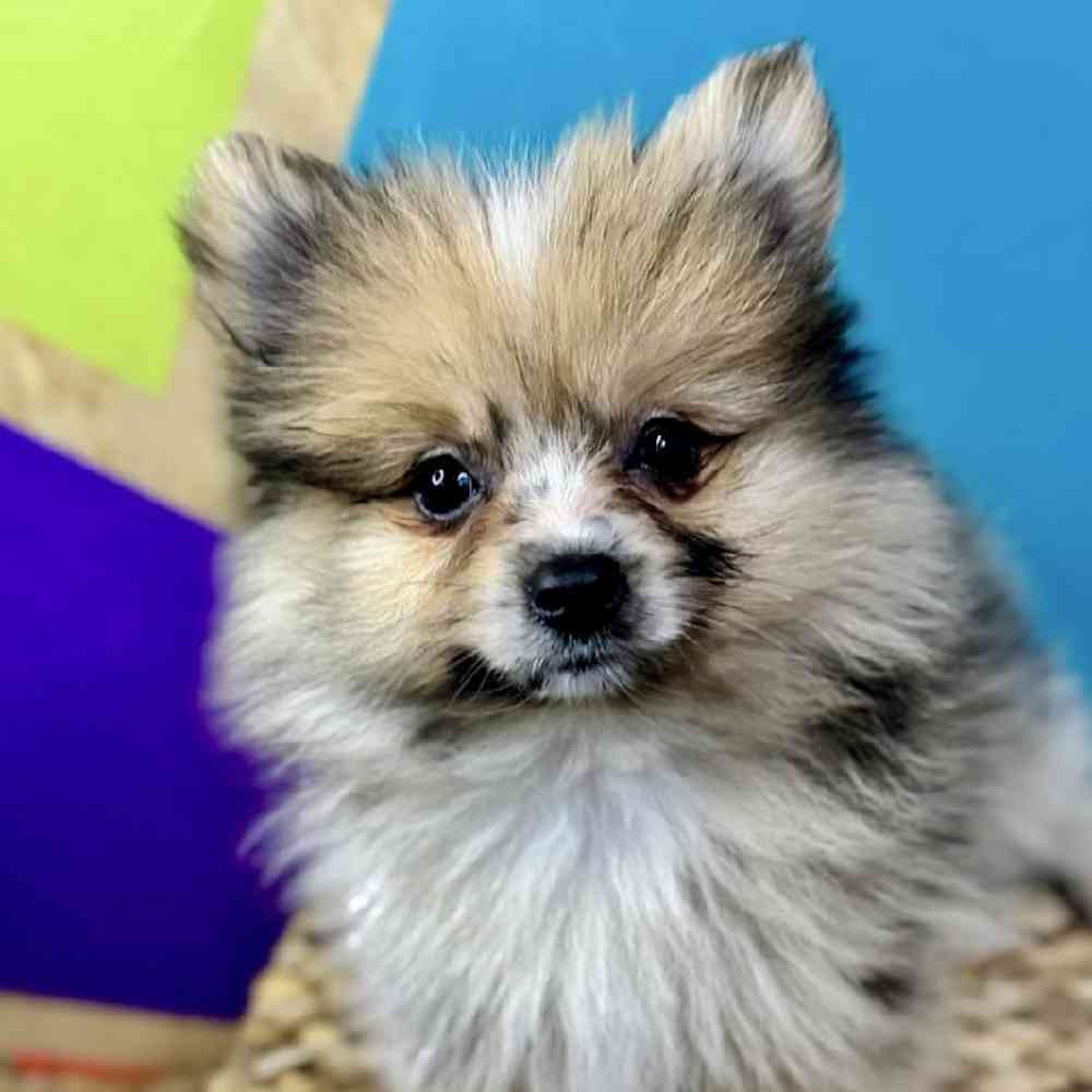 carousel pet images