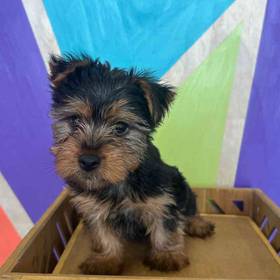 Yorkie