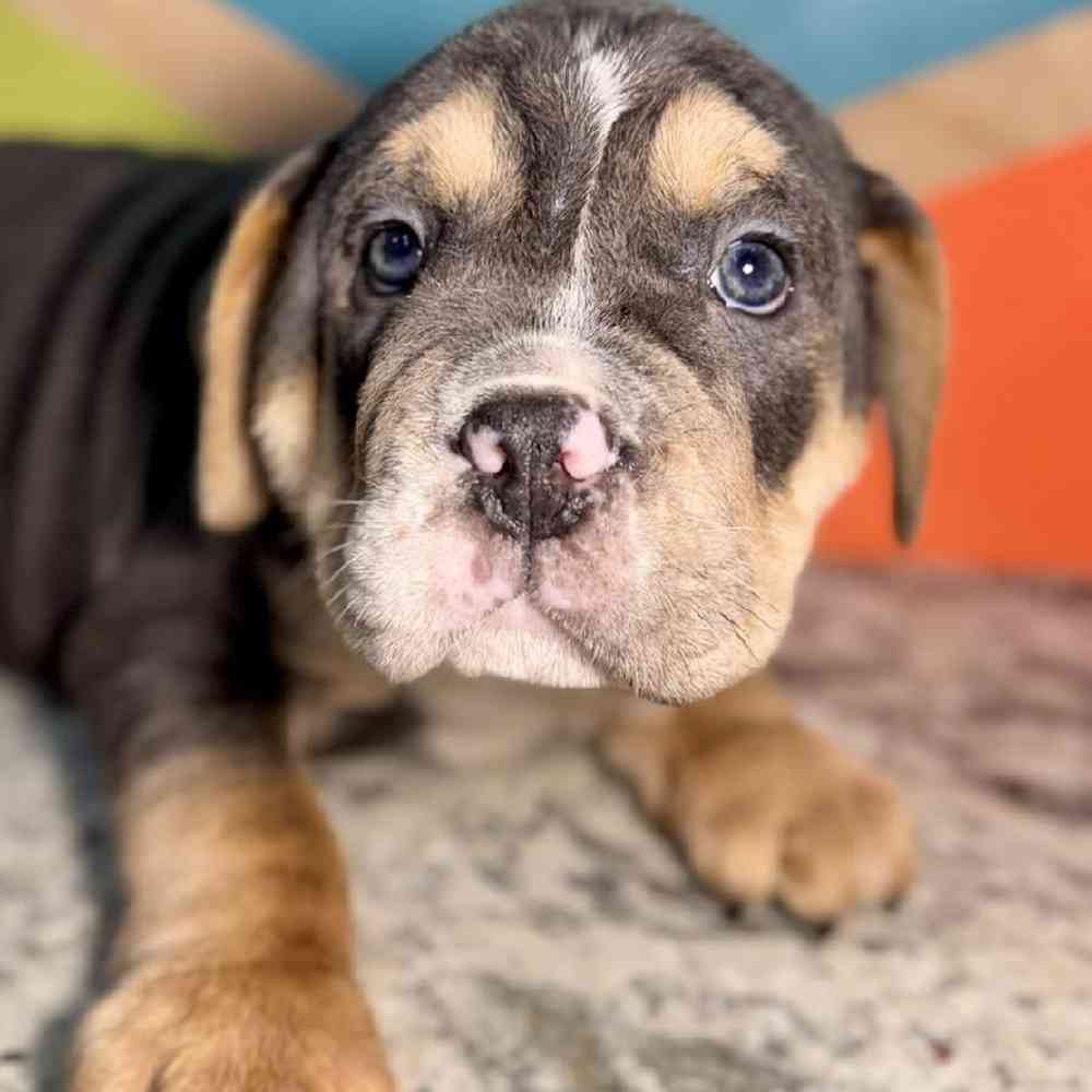 carousel pet images