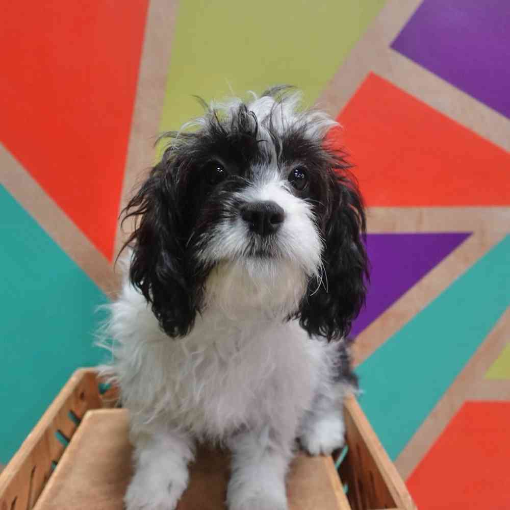 carousel pet images