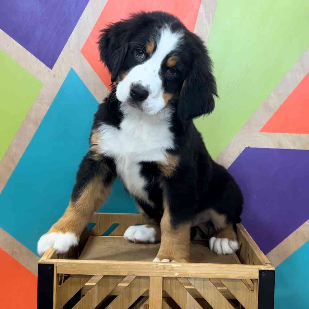 Image of a pet breed in the gallery
