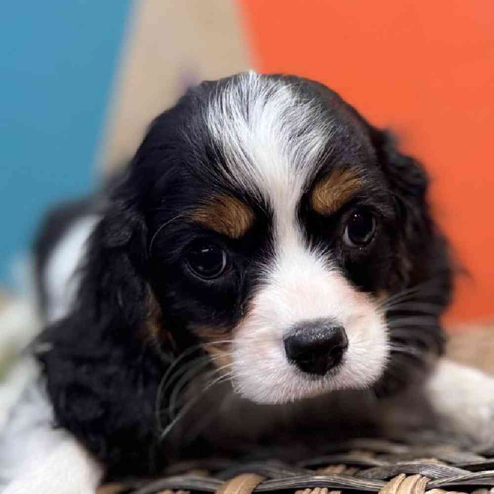 carousel pet images
