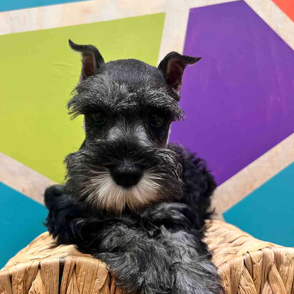 Image of a pet breed in the gallery