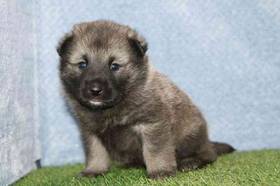 Norwegian Elkhound