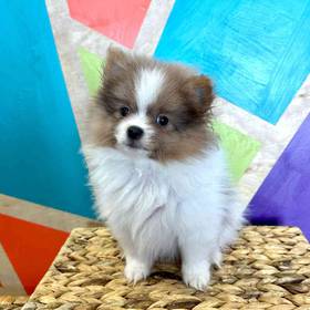 Pomeranian