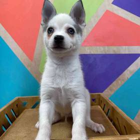 Alaskan Klee Kai