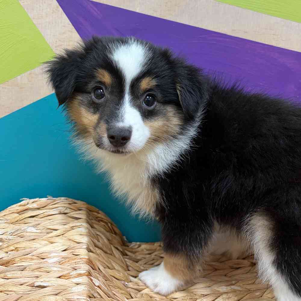 carousel pet images