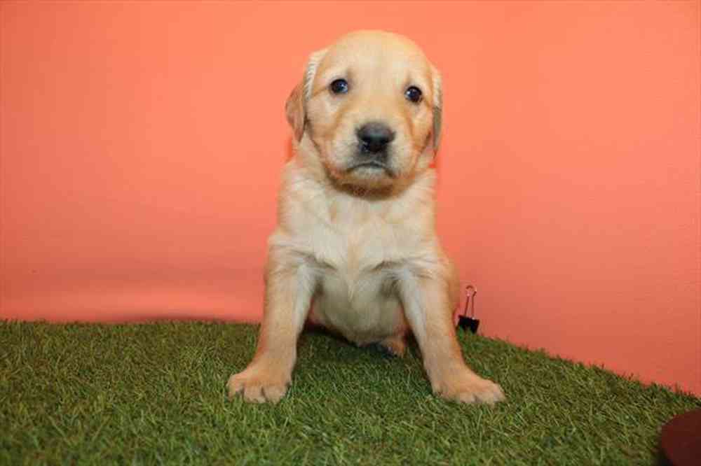 Image of a pet breed in the gallery