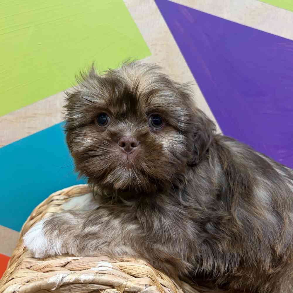 carousel pet images