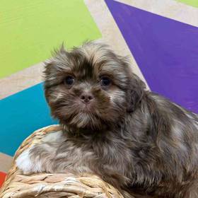Shih Tzu