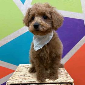 F1B Mini Goldendoodle