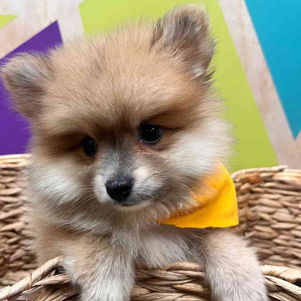 carousel pet images