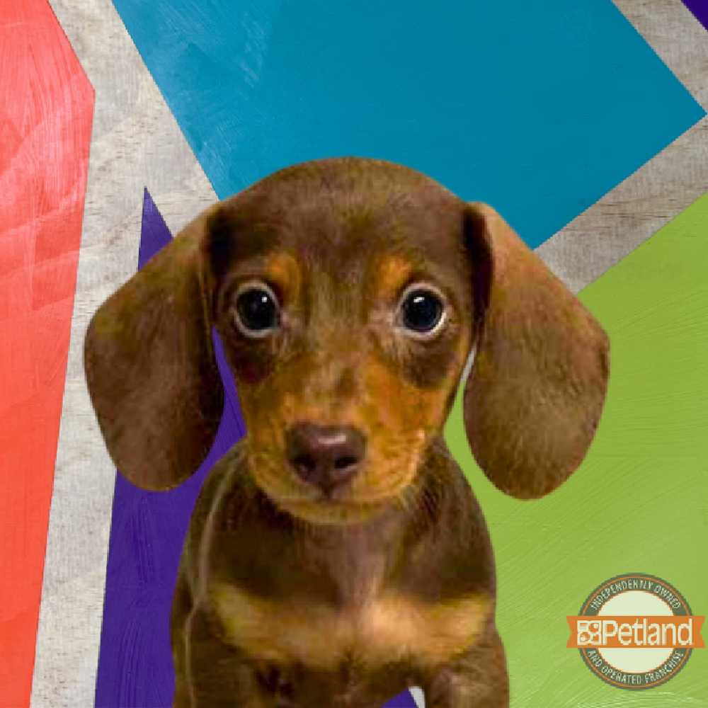 Image of a pet breed in the gallery